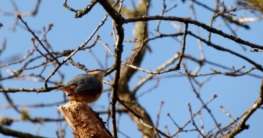 Gartentipps februar