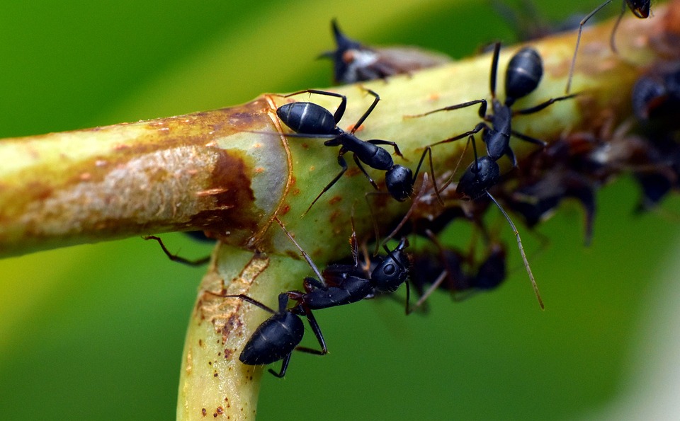 Was Gegen Ameisen Im Garten Tun / Was Hilft Gegen Ameisen