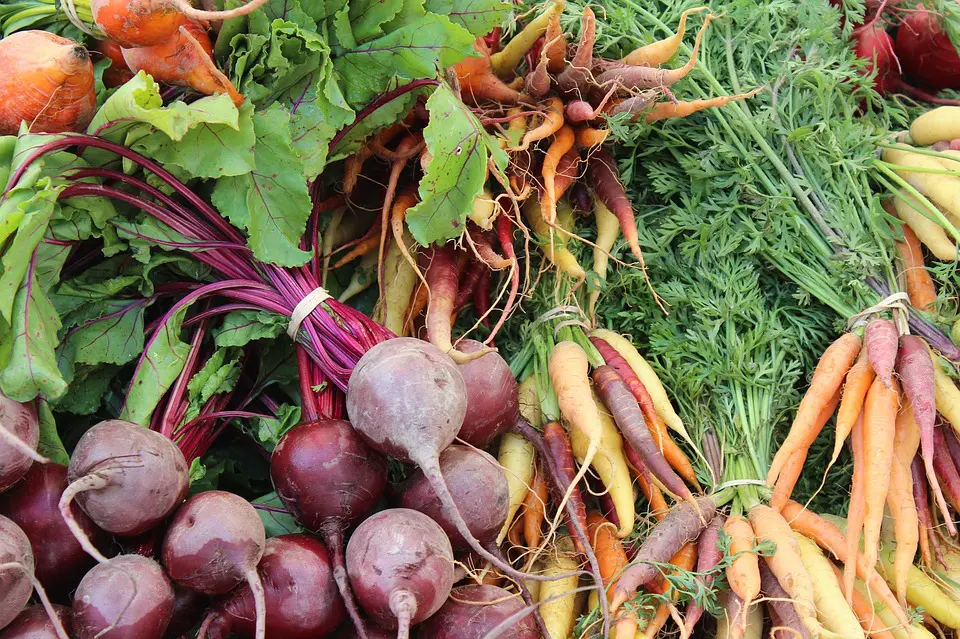 lll Bio Gemsednger - Bio Garten Produkte