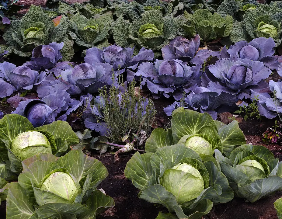lll Bio Universaldnger - Bio Garten Produkte