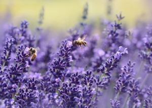 Lavendel im Garten