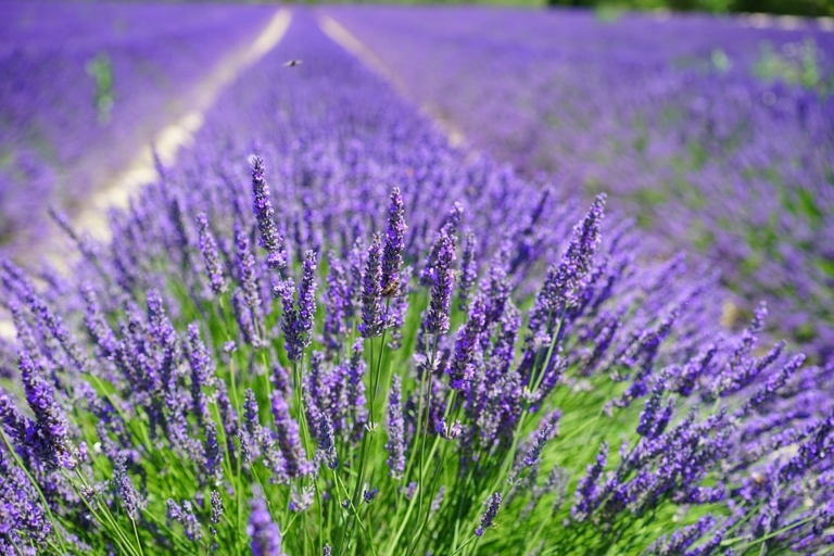 lll Lavendel im Garten Pflanzen, Pflegen, düngen & trocknen