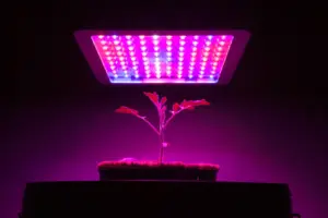 Pflanzenlampe Test und Vergleich