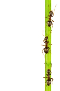 Ameisen an Pflanze