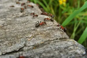 Ameisennest im Garten