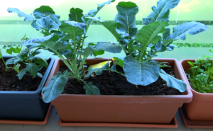 Brokkolipflanze 60 Tage nach auspflanzen