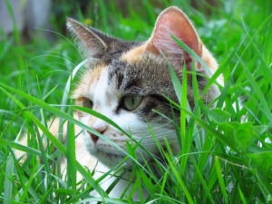 Katze versteckt sich im Garten