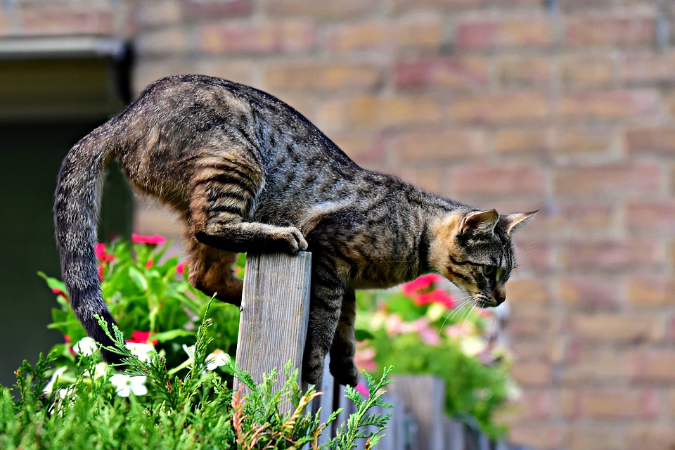 Katzenabwehr Im Garten Wie Vertreibe Ich Sie Bio Garten