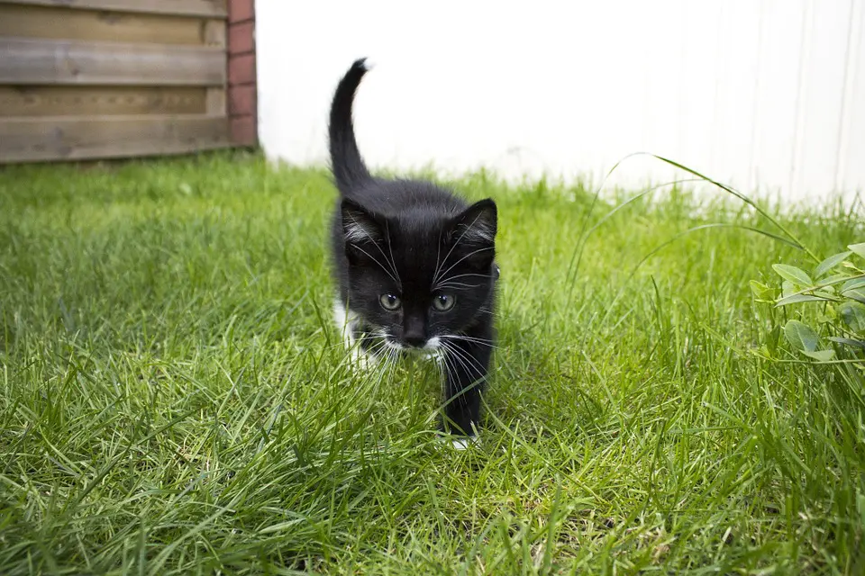 lll➤ Katzenabwehr im Garten - Wie vertreibe ich sie?