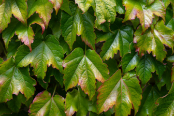 wilder Wein Kletterpflanze Bio Garten Produkte