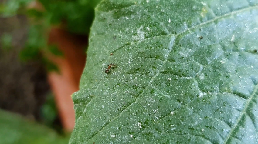 Ameisen fressen Nektar von Blattläuse - Bio Garten Produkte