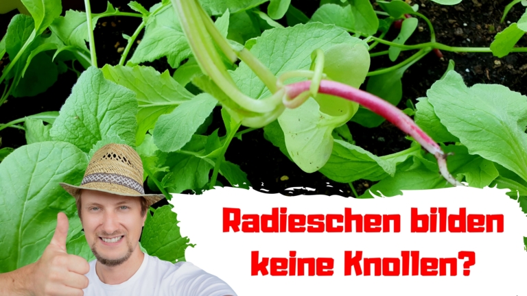 Radieschen bilden keine Knollen Bio Garten Produkte
