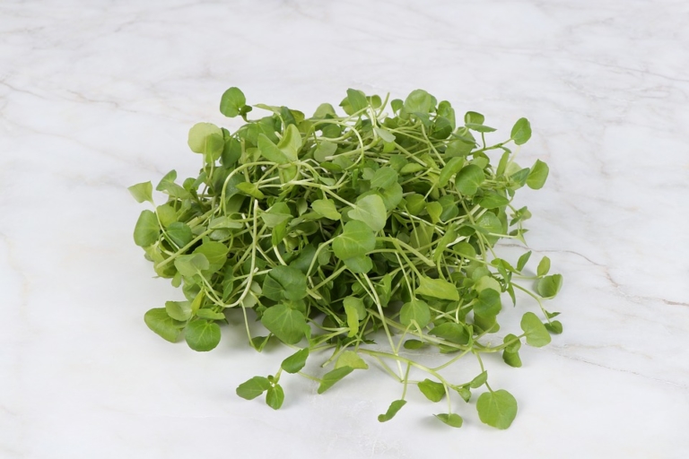 Brunnenkresse anbauen frische ernte Bio Garten Produkte