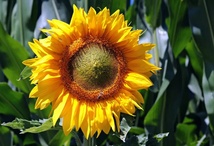 Sonnenblumen anbauen und pflanzen
