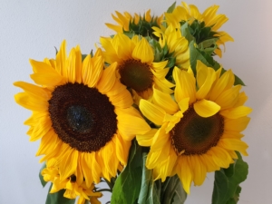 Sonnenblumen für den Balkon