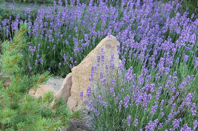 Lavendel Kräutergarten Kräuter zum Inhalieren