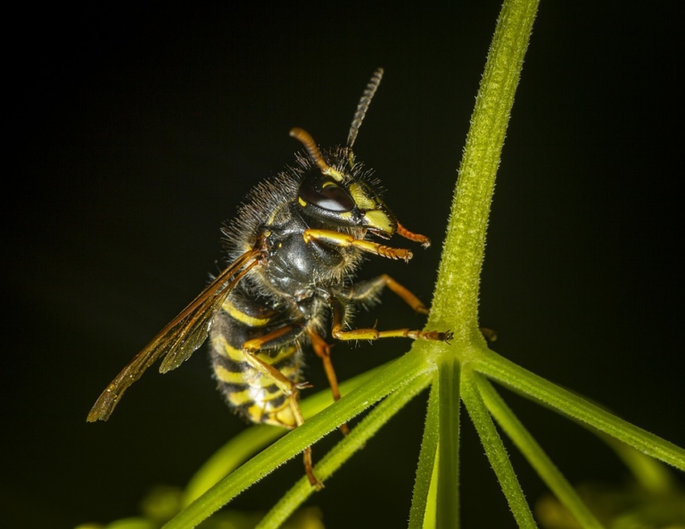 Erdwespen Alle Infos zu diesen Wespen Bio Garten Produkte