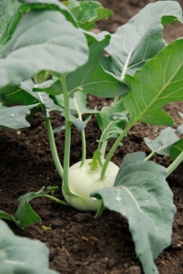 Bodenaktivator Kohlrabi