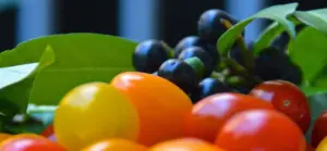 Kirschlorbeer Früchte