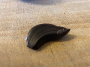 Black Garlic Zehe