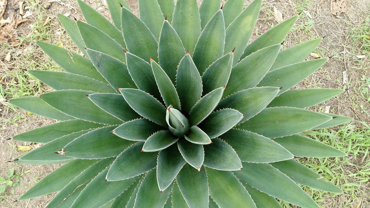 Aloe vera die edle und dekorative Pflanze für Garten