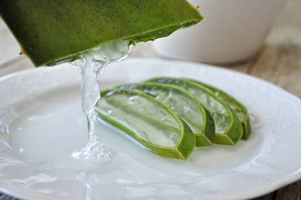 Aloe vera Heilmittel