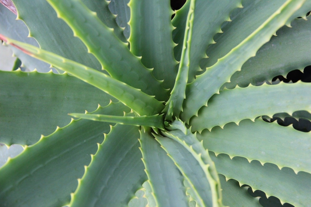Blumen Senf Echte 2 Pflanzen Aloe Vera 35-40 cm hoch Zimmerpflanze 12cm Topf