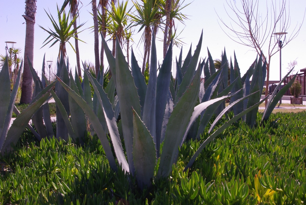 Aloe vera die edle und dekorative Pflanze für Garten