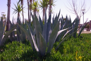 Aloe vera draussen
