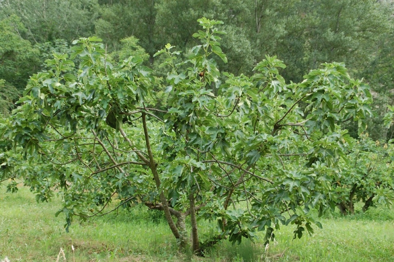 Feigenbaum - Saftige Früchte aus dem Garten! - Bio Garten Produkte