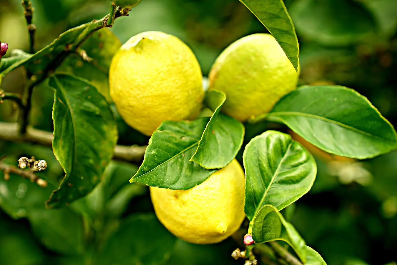 Zitronenbaum beitragsbild