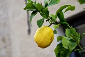 Zitronenbaum einzeln