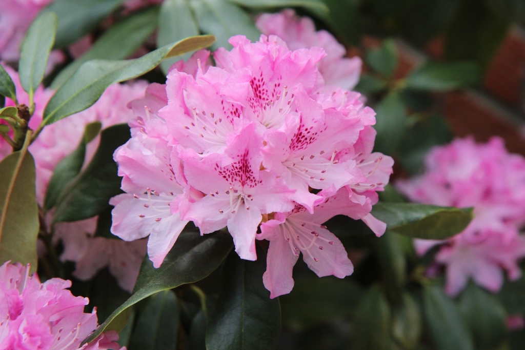 Rhododendronerde die spezielle Erde nicht nur für den Rhododendron