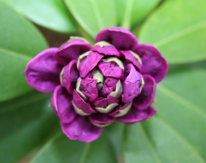 rhododendron beitragsbild