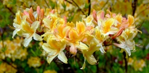 rhododendron gelb