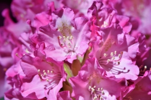 rhododendron titel
