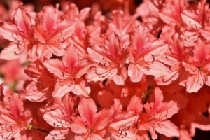 rhododendron rot