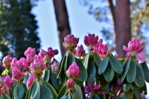 rhododendron blüten