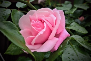 rose Titel