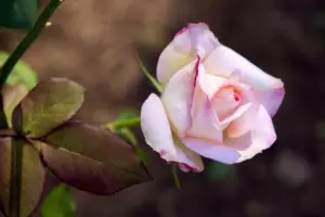 rose rosa 2