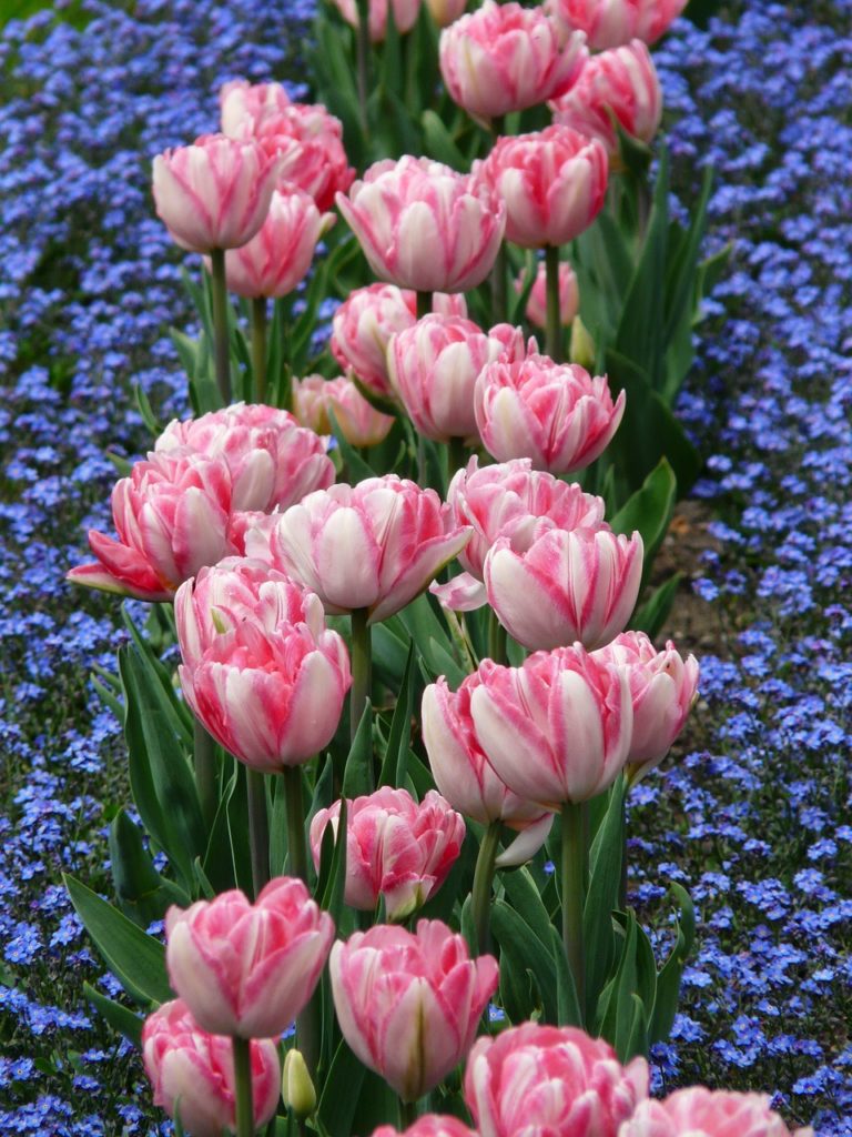 tulpenbeet