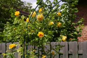 rosenspalier gelb