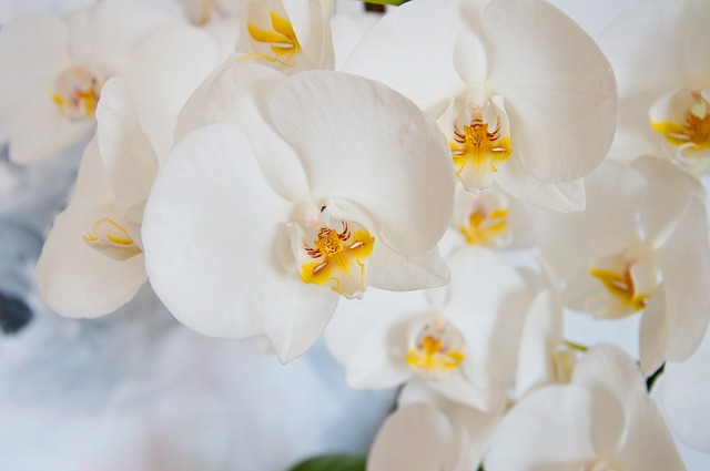 schneiden-von-orchideen