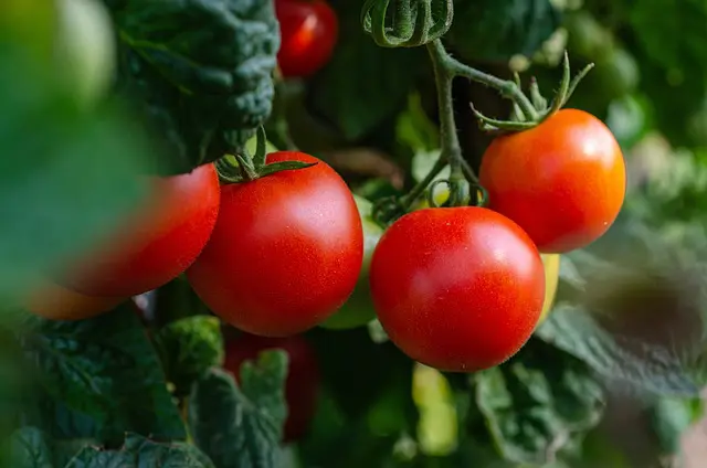 tomaten-pflanzen