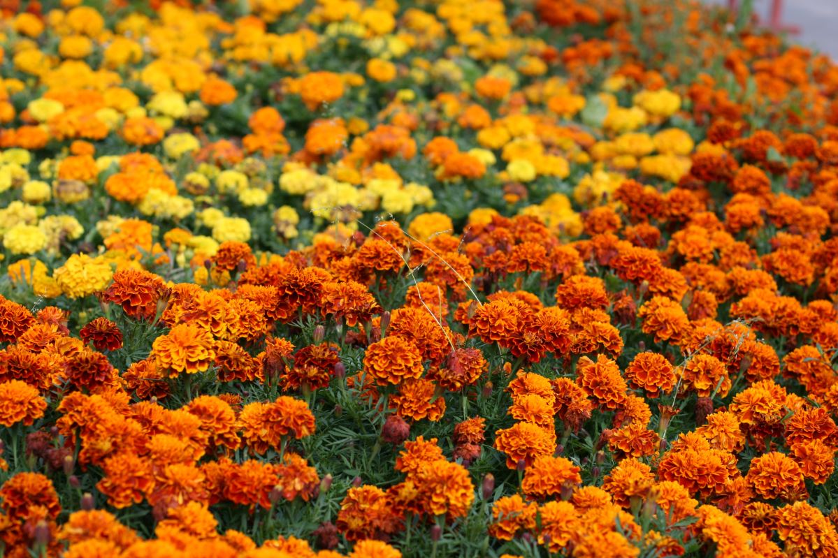 Studentenblumen – Blumen für Anfänger und Profis: Grundlagen des Anbaus